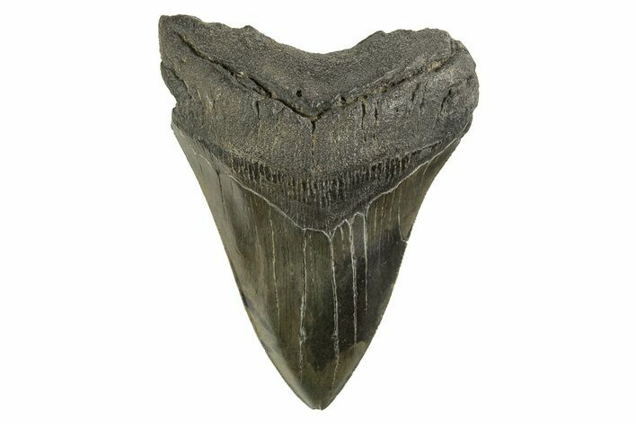 Serrated, Fossil Megalodon Tooth - South Carolina #321321